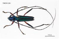 藏品(長腳藍天牛)的圖片